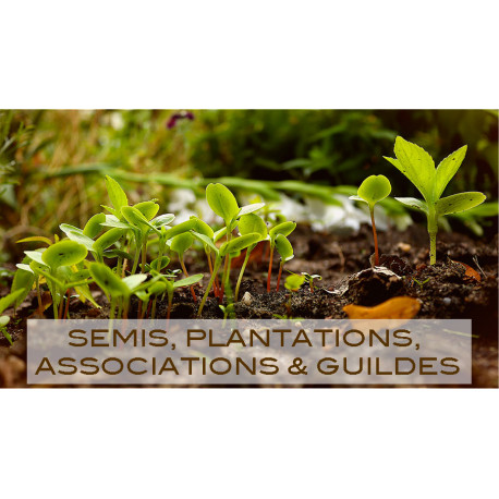 Semis, plantations, associations & guildes